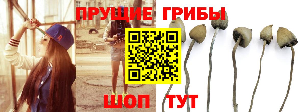 Боровичи  Галлюциногенные грибы GOLDEN TEACHER  Вход с VPN 